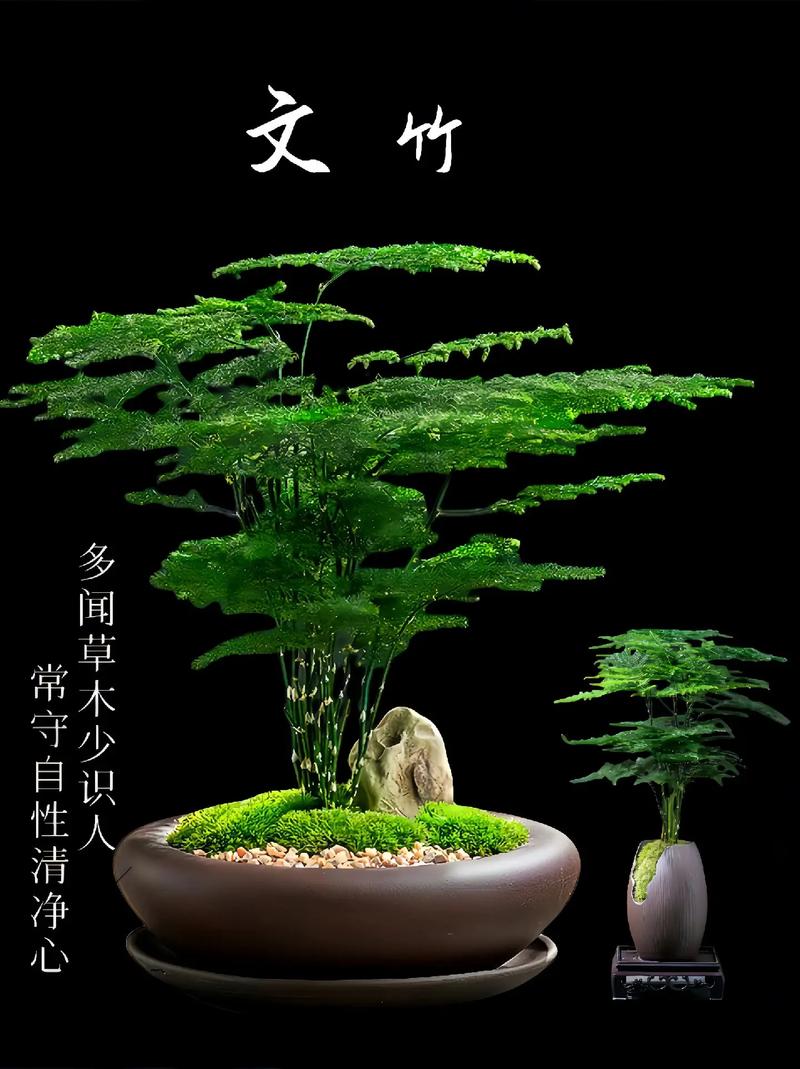 文竹文静秀美,5月如何养才能翠绿不干焦?