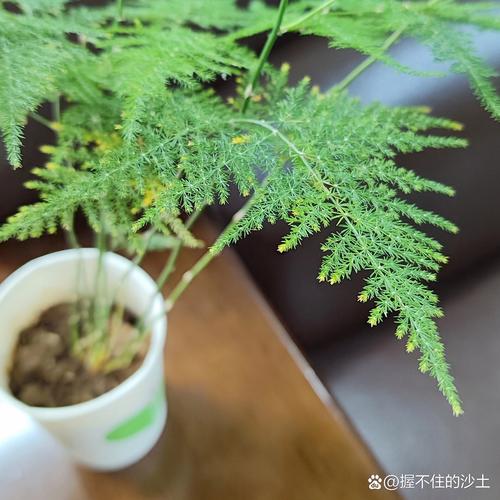 我的文竹变黄了,是什么原因?怎样让它的叶子重新变绿?