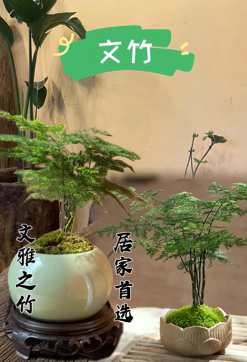 怎样让文竹长的又绿又茂盛