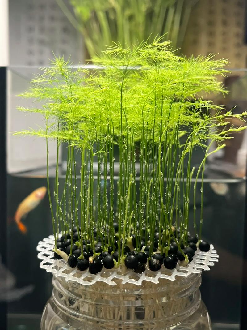 文竹浇什么水更绿