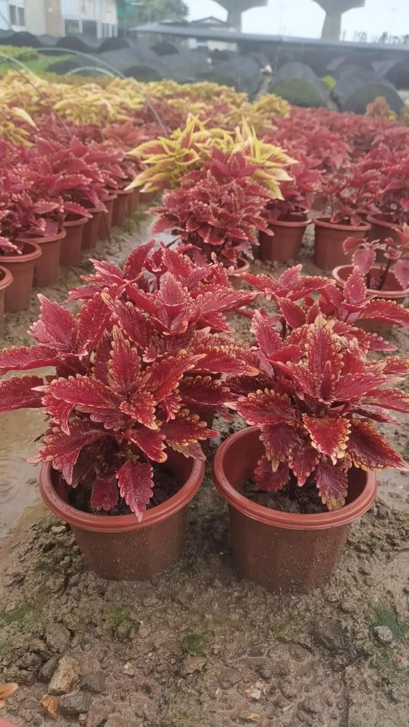 彩叶草叶子蔫了怎么办