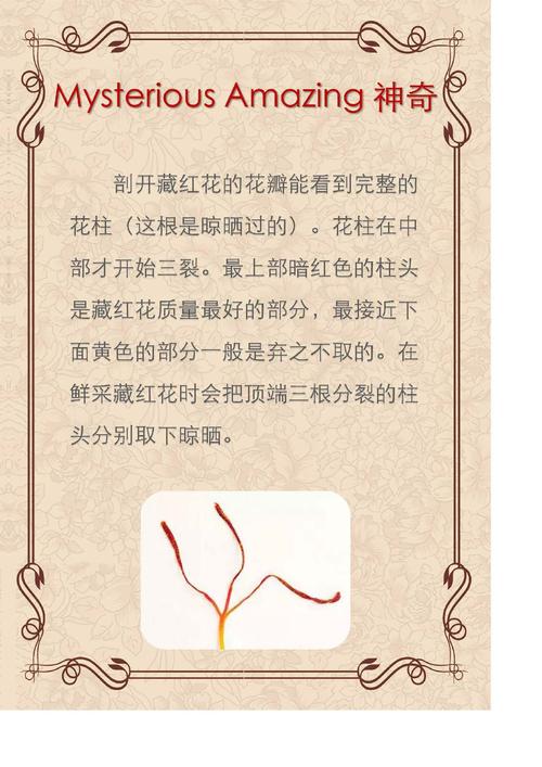 藏红花介绍