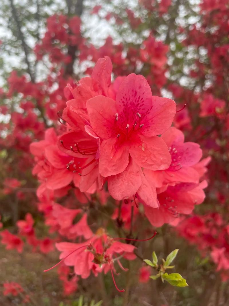 杜鹃花的颜色有哪些，特点是什么，杜鹃花的颜色有哪些,特点是什么意思