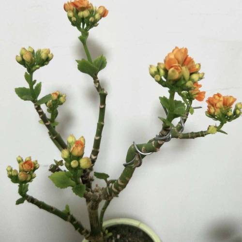 长寿花用什么材料的花盆不易烂根?
