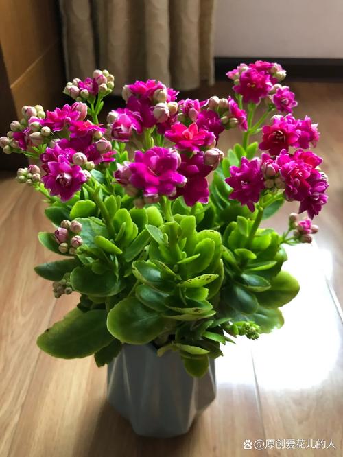 比较适合长寿花的花盆有什么样的