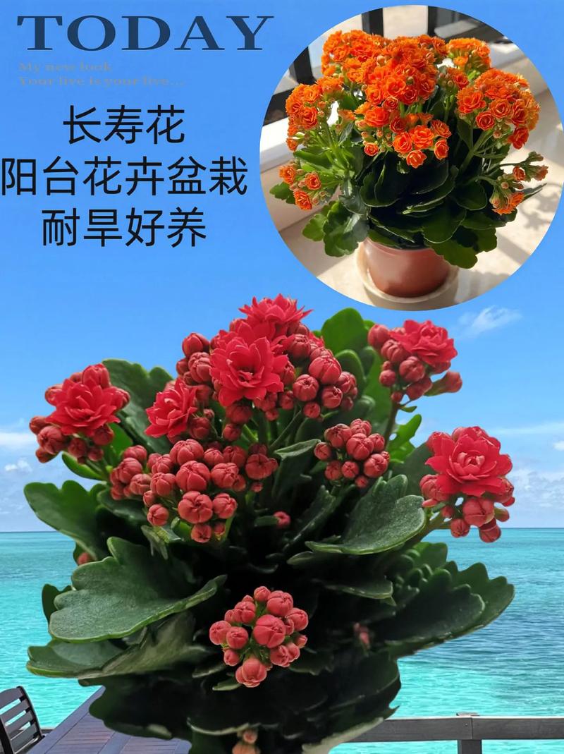 长寿花适合高盆还是矮盆,适合大盆养还是小盆种
