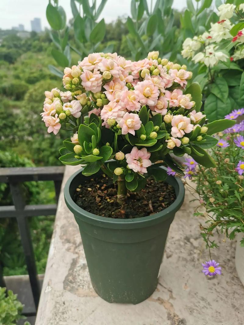 栽长寿花什么样花盆好