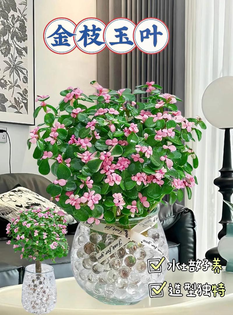 金枝玉叶夏天怎么养