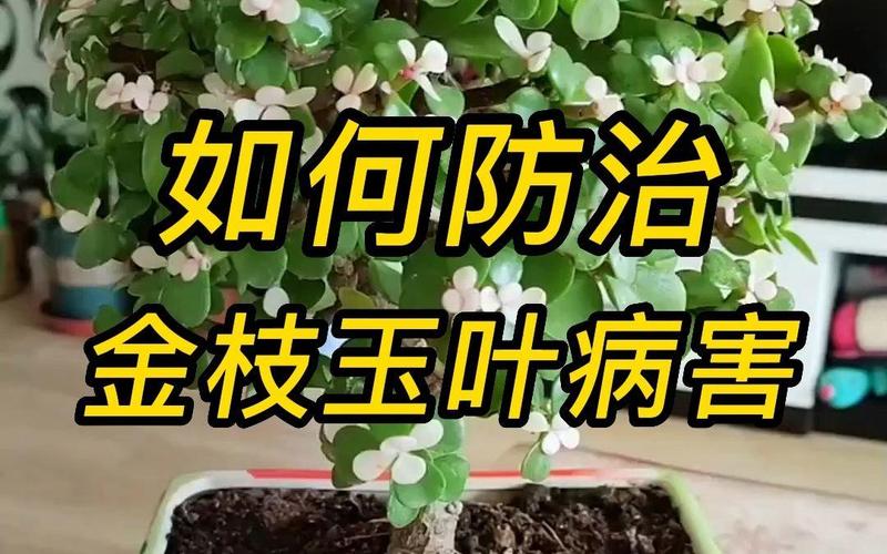 金枝玉叶病害的防治