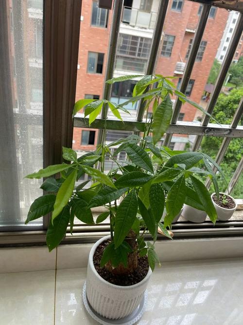 发财树零下三度能活吗