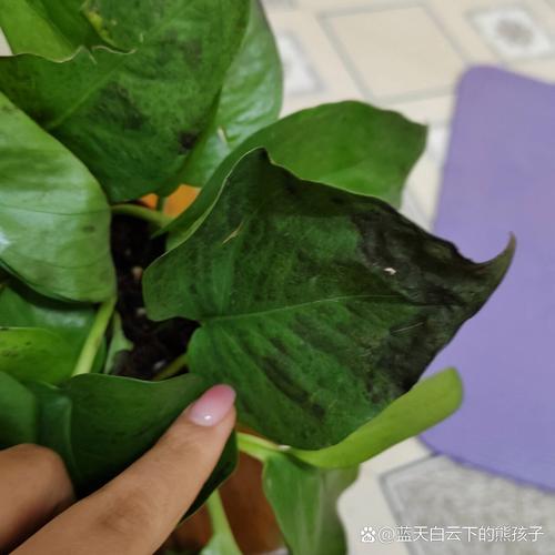 绿萝叶子打蔫怎么回事,叶子发黑怎么办