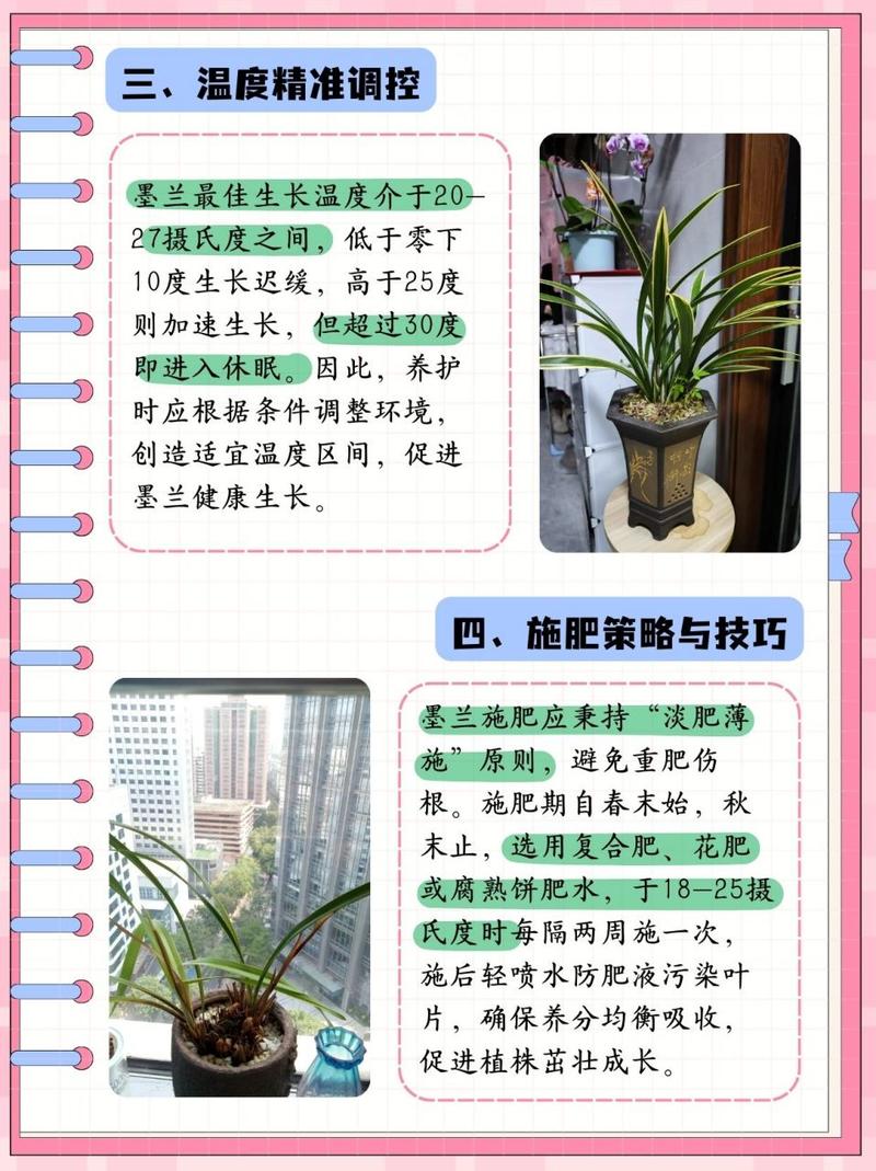 水培墨兰的养殖方法和注意事项
