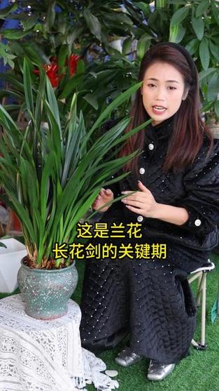 墨兰的养殖方法和注意事项是什么?怎么浇水?