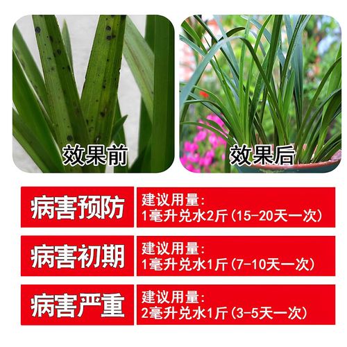 兰花叶子尖发黑怎么办