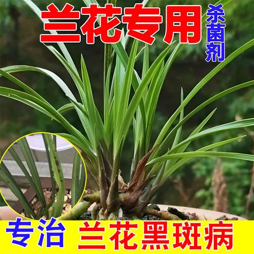 兰花黑叶尖什么原因?怎么治疗?