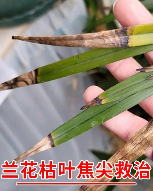兰花叶尖发黑发黄,应该怎么办?