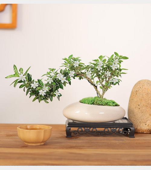 小果蔷薇如何盆栽