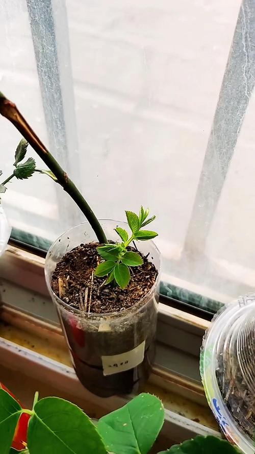 玫瑰繁殖方式