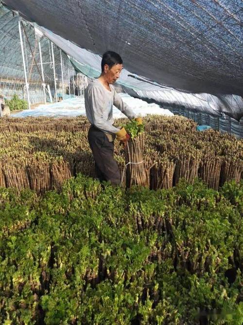 刺嫩芽种植条件，刺嫩芽种子怎么育苗