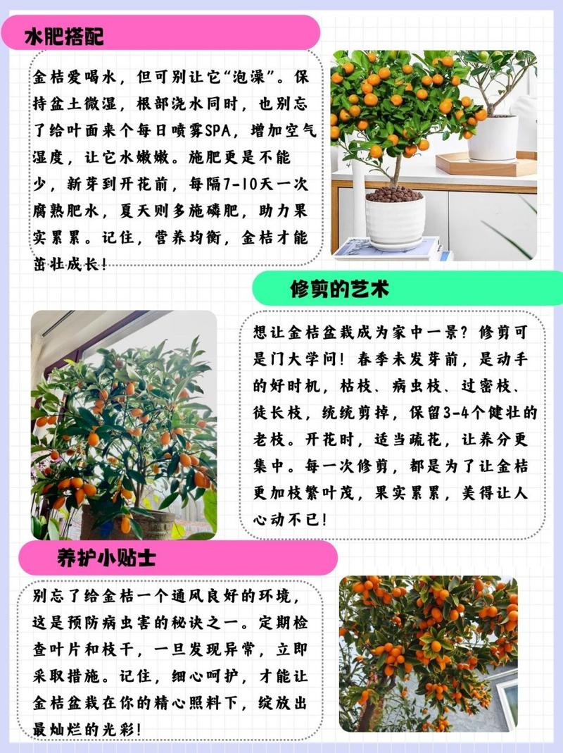 盆栽桔子什么时候剪枝