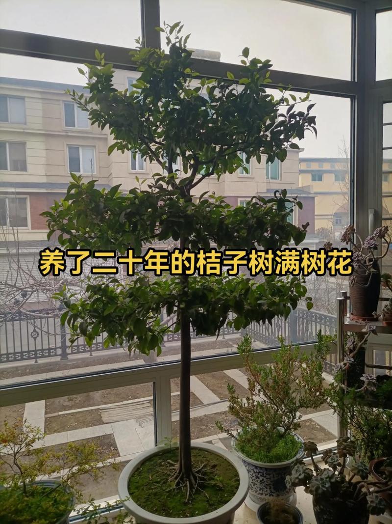 盆栽桔树如何剪枝
