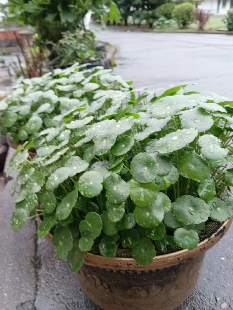 我家有盆像铜钱草的花那花叫什么花