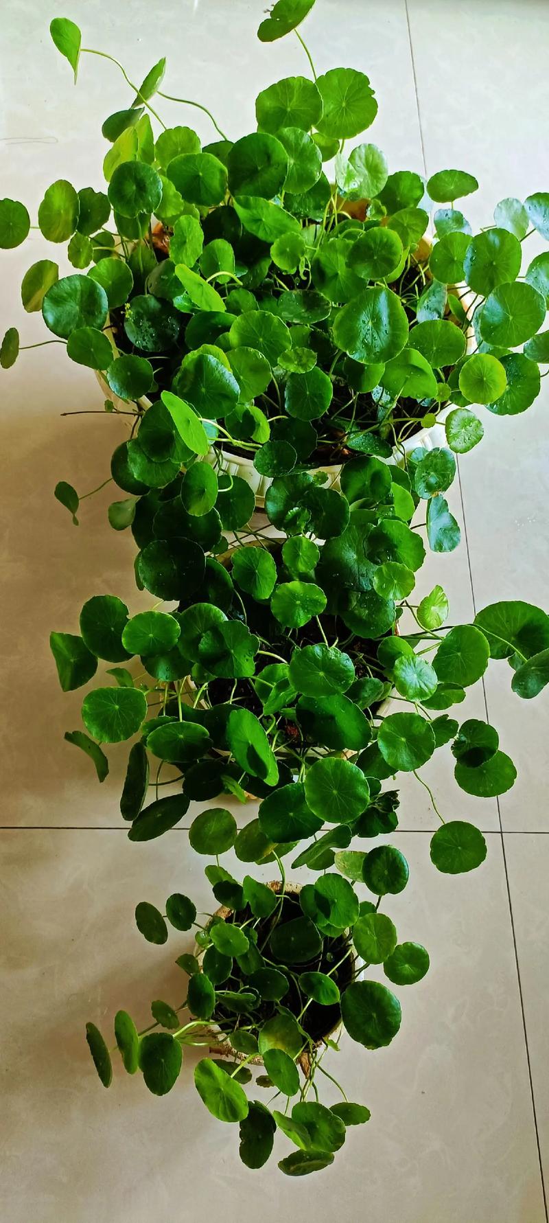 铜钱草和镜面草的区别