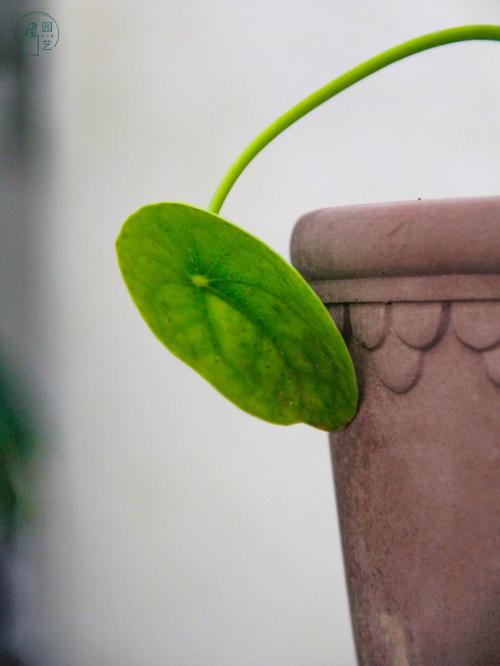 镜面草和铜钱草一样吗