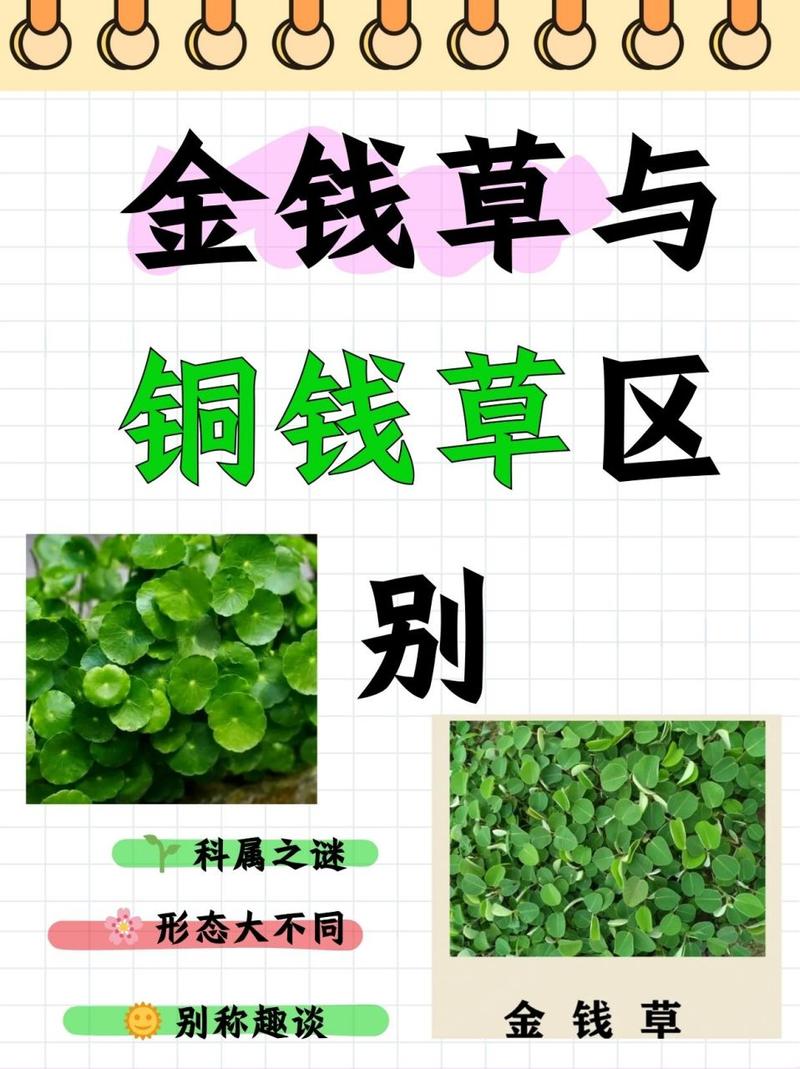 镜面草和铜钱草有什么区别