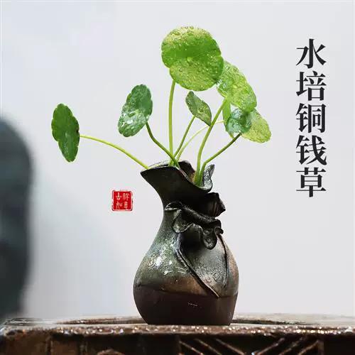 镜面草和铜钱草有什么区别?学会这些你再也不会弄混镜面草和铜钱草...