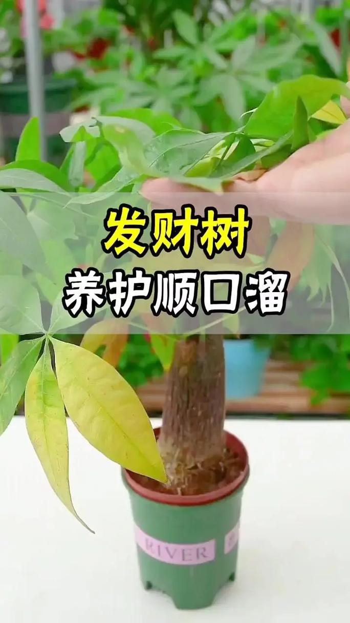 发财树烫了个“波浪卷”,再不管,就离死不远了!
