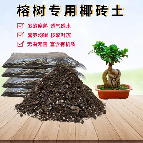 土壤栽培的人参榕叶子变黄怎么办?
