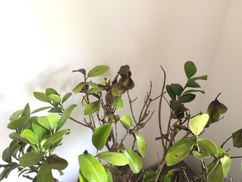 养殖的人参榕叶子发黄怎么办
