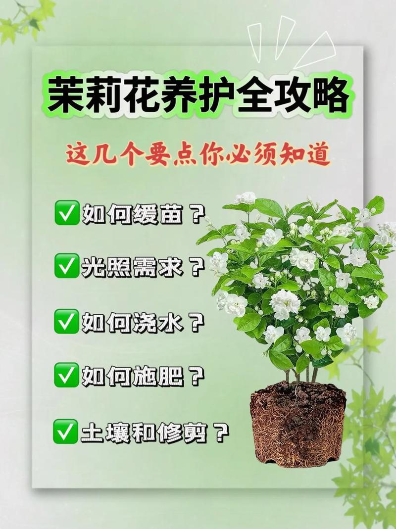 茉莉花冬天怎么养护