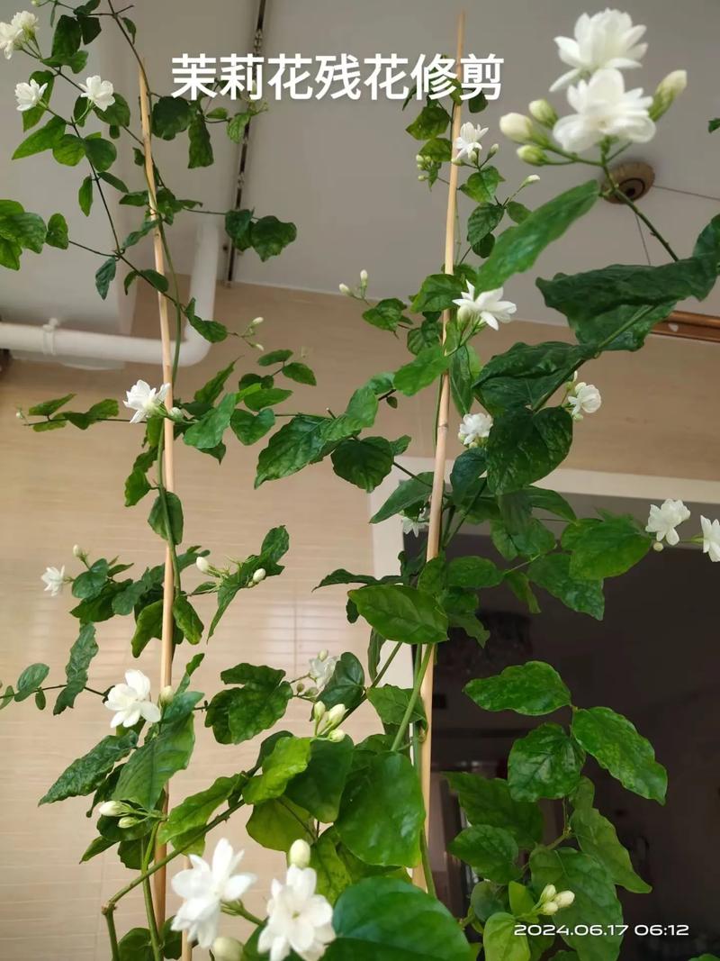 茉莉花过冬全部剪去枝条吗