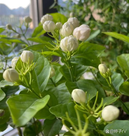 茉莉花怎样过冬