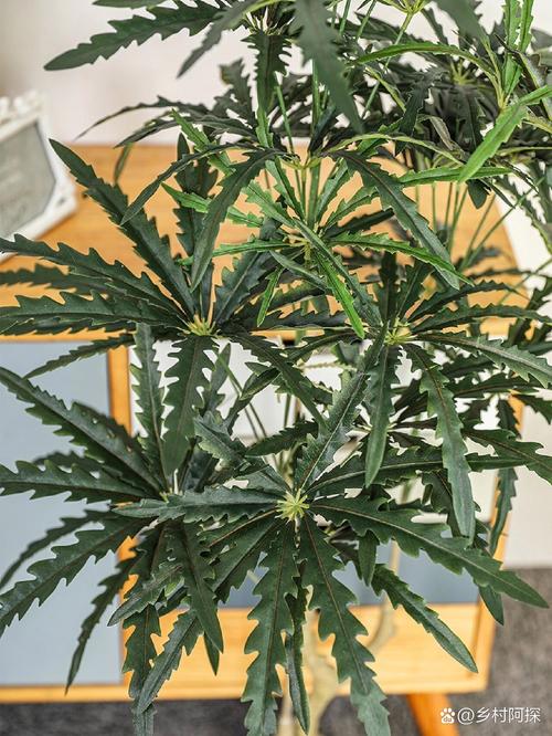 孔雀木和八角金盘的区别,花期不同叶片不同