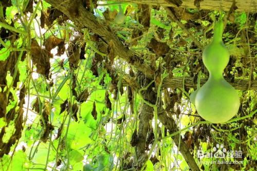 绿葫芦怎么变黄?葫芦怎么变黄?