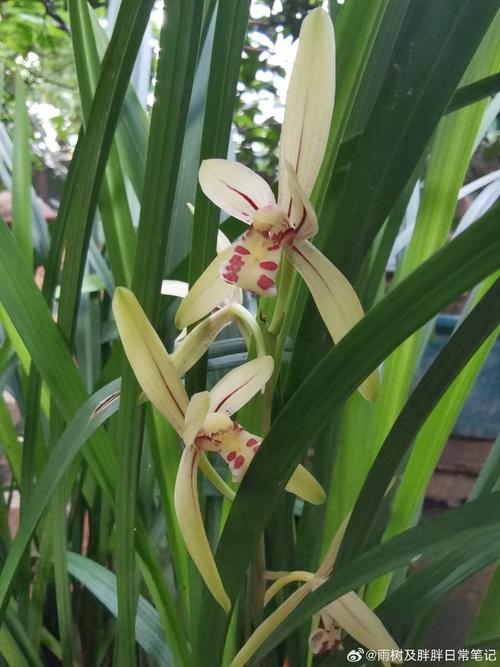 一般的山上野兰花市场价是多少?