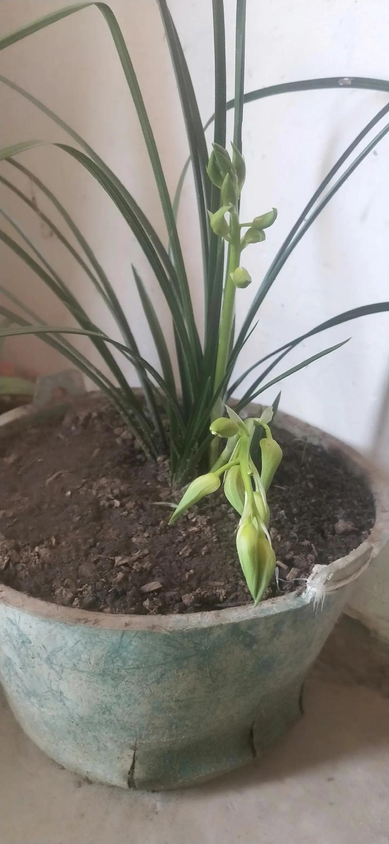 夏天开的野兰花是什么品种?