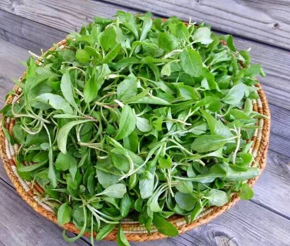 野兰花的价值到底在近来市场是什么样的?有专家能给予一个详细的答案吗...