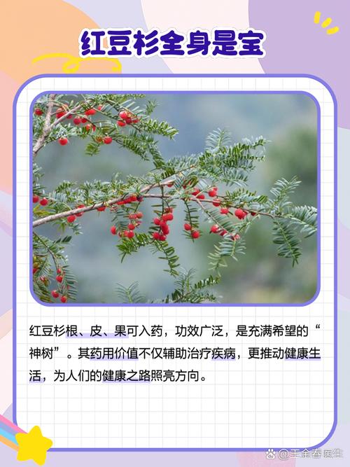 红豆杉树有什么功效与作用