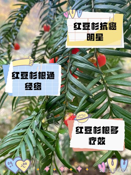红豆杉功效与作用