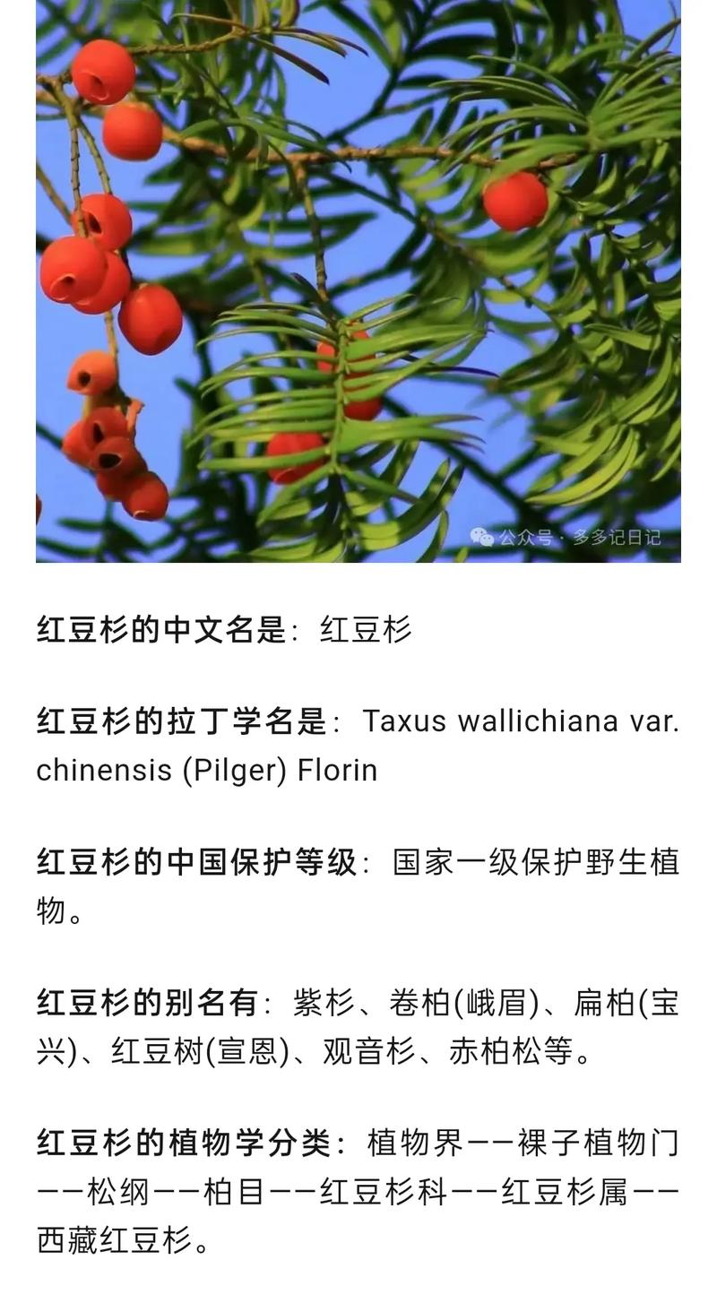 红豆杉树的功效与作用及食用方法