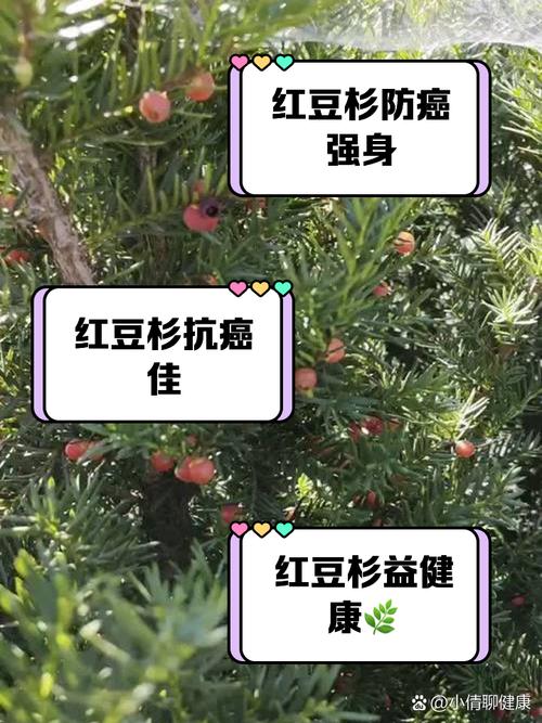 红豆杉念什么功效与作用