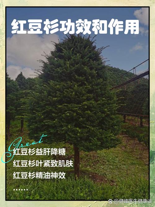 红豆杉的功效与作用