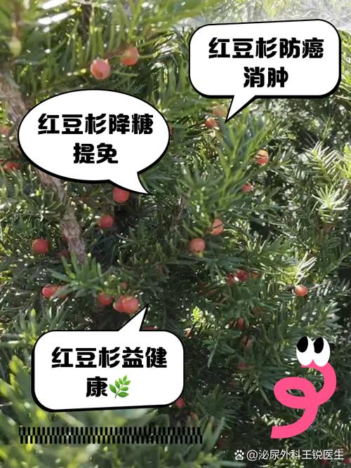 红豆杉树的功效与作用