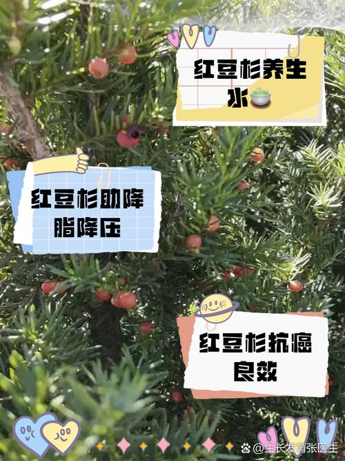 红豆杉的功效与作用及食用方法