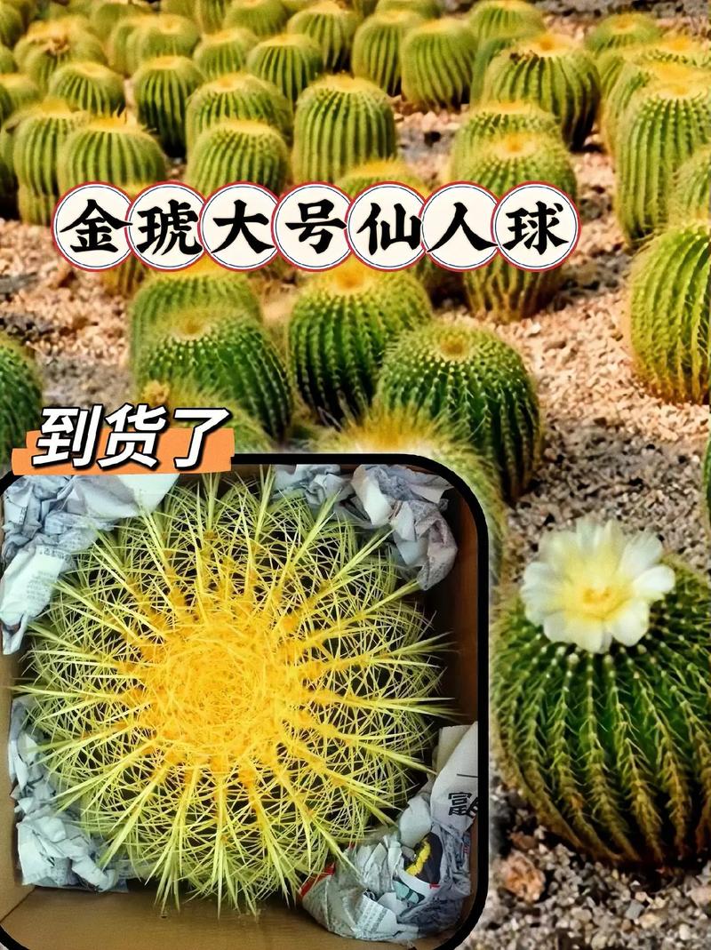 金琥球的常见品种,盘点常见9种最美品种