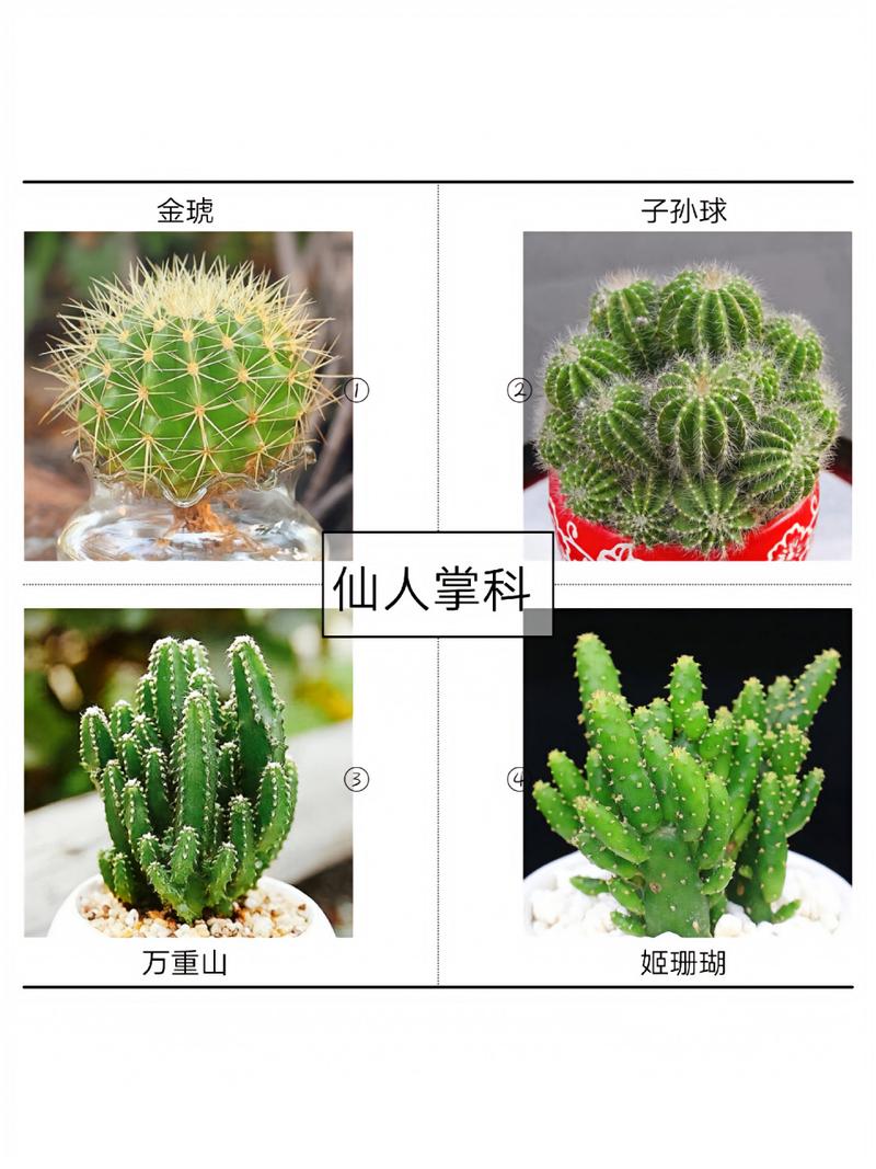 仙人掌有哪几个品种